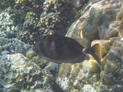 Siganus spinus