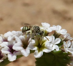 Calliopsis hesperia
