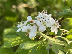 Crataegus monogyna