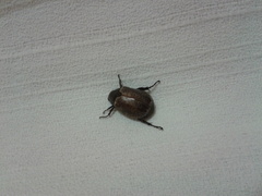Scarabaeidae