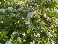 Crataegus monogyna