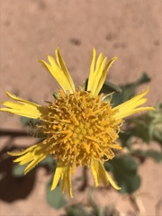Gaillardia spathulata