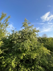 Crataegus monogyna