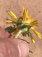 Gaillardia spathulata