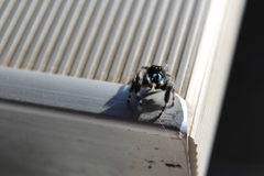 Phidippus audax
