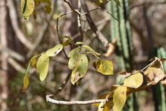 Zanthoxylum arborescens