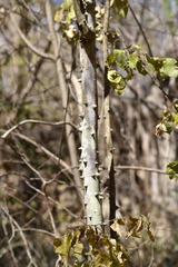 Zanthoxylum arborescens