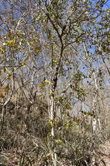 Zanthoxylum arborescens