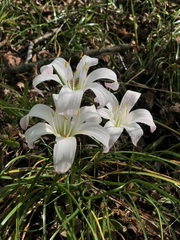 Zephyranthes