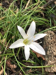 Zephyranthes
