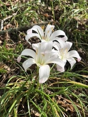 Zephyranthes