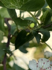Araniella opisthographa