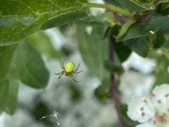 Araniella opisthographa