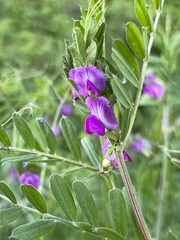 Vicia sativa