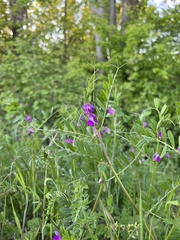 Vicia sativa