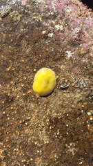 Doriopsis granulosa