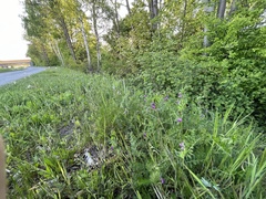 Vicia sativa