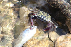 Metopograpsus thukuhar