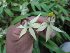 Prosthechea trulla