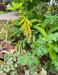 Corydalis heterocarpa