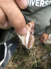 Limenitidini