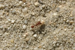 Pogonomyrmex salinus