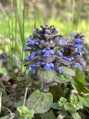 Ajuga reptans