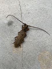 Criodion tuberculatum