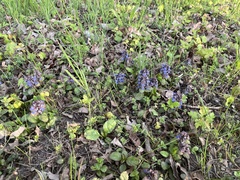 Ajuga reptans