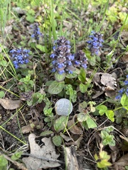 Ajuga reptans