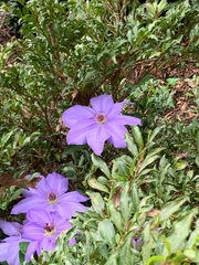 Clematis lanuginosa