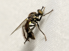 Eudioctria