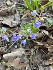 Veronica chamaedrys