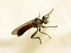 Eudioctria