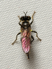 Eudioctria