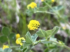Medicago lupulina