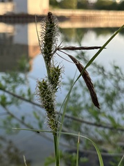 Carex acutiformis