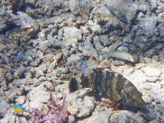 Cheilinus trilobatus