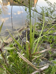 Carex acutiformis
