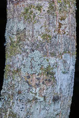 Karwinskia calderonii