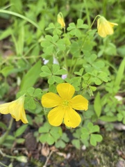 Oxalis colorea