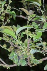 Karwinskia calderonii