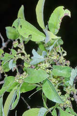 Karwinskia calderonii