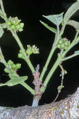 Karwinskia calderonii