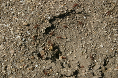 Pogonomyrmex salinus