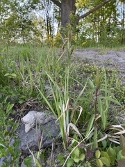 Carex acutiformis