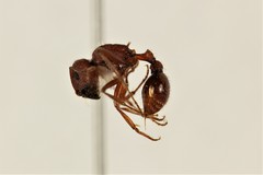 Pogonomyrmex salinus