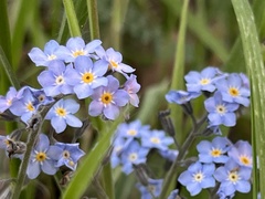 Myosotis