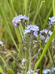 Myosotis