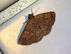 Sarobides inconclusa